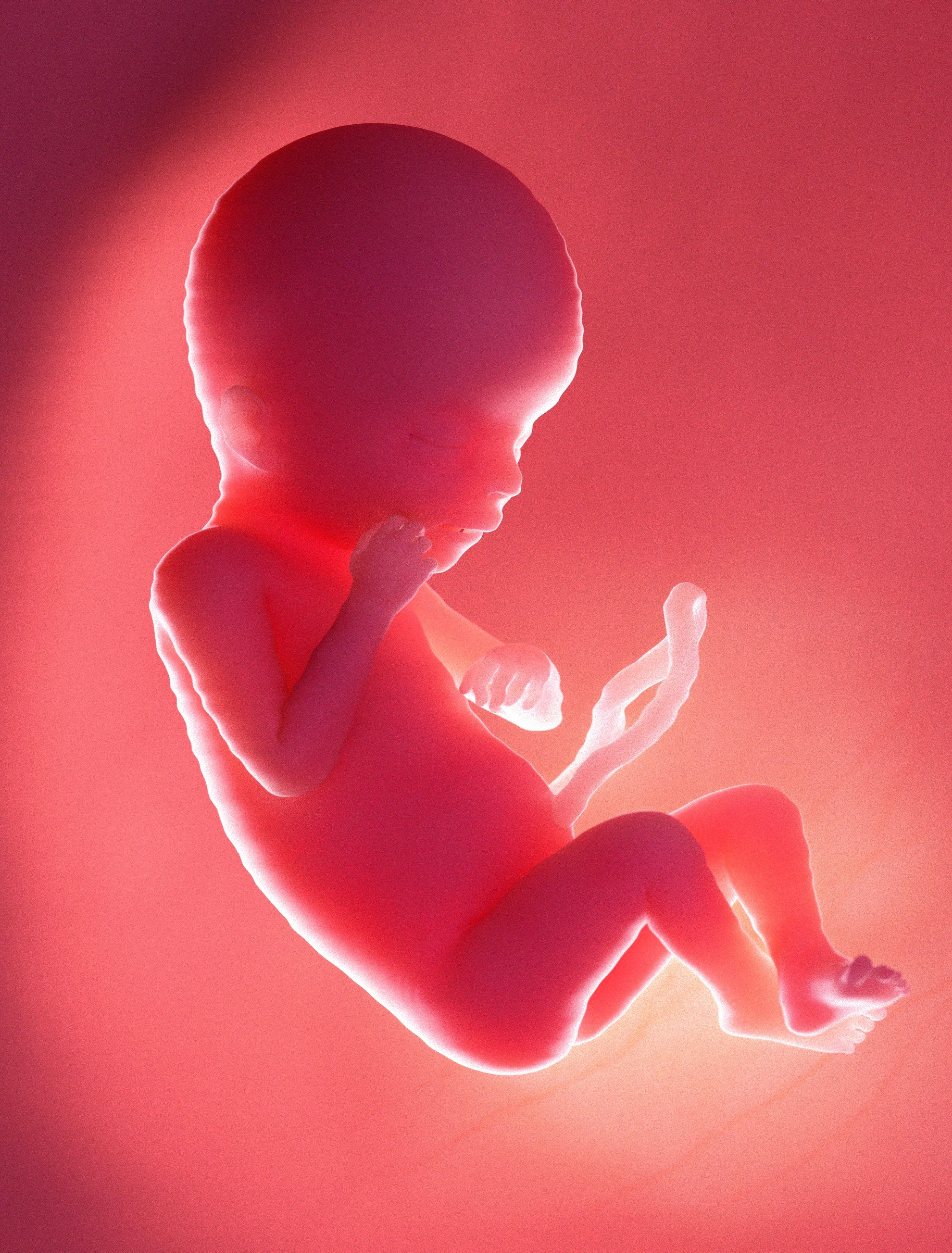 Baby_In_Womb